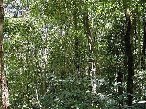 Dampa Tiger Reserve, Mizoram