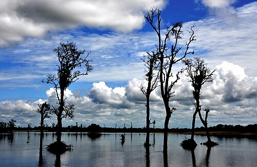 Dibru-Saikhowa National Park, Assam